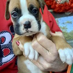 Boxer Puppies from Blueberry Hill Boxers