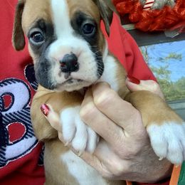 Boxer Puppies from Blueberry Hill Boxers