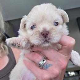 Athos - White male Shih Tzu puppy in Lancaster, Ohio from Wandering Tzu