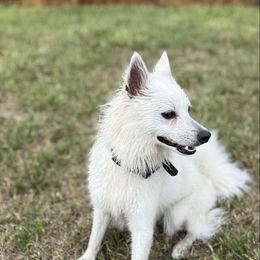 Bear - White male American Eskimo Dog puppy in Valrico, Florida from Shadow Kennels