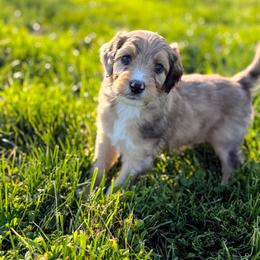 Willie - male Australian Mountain Doodle puppy in Pittsburgh, Pennsylvania from WestPenn Doodles LLC