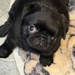 Mystical Show Pugs "Bear" - Black male Pug puppy in Raymond, Ohio from Mystical Show Pugs