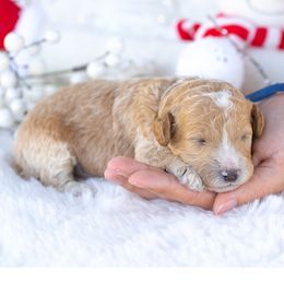 Toby - Apricot male Poodle puppy in Fort Myers, Florida from Blossom Paws