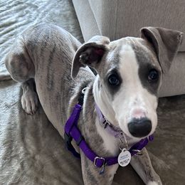 Tokyo - Blue brindle Whippet puppy in Katy, Texas from Texas Diamond Whippets