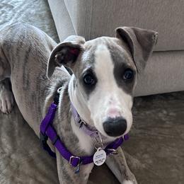Tokyo - Blue brindle Whippet puppy in Katy, Texas from Texas Diamond Whippets