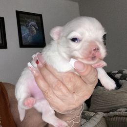 Andrew - Black and white male Chihuahua puppy in Red Bluff, California from Aye Chihuahua
