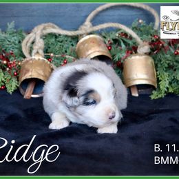 Ridge - Blue merle male Miniature Australian Shepherd puppy in Madisonville, Texas from Flying LL Aussies