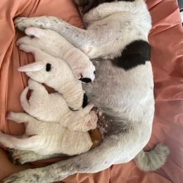 Chinese Shar-Pei Puppies from Polka Pei Chinese Shar Pei
