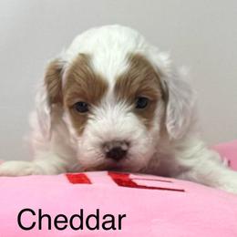 Cheddar - Parti male Goldendoodle puppy in Danville, Virginia from Stella’s Stunning Goldendoodles of VA