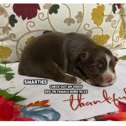 Smarties - Red tri-color female Australian Shepherd puppy in Bethany, Connecticut from Wynter Thyme Manor Australian shepherds