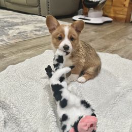 American Corgi, Pembroke Welsh Corgi, and Yorkshire Terrier Puppies from Ingram's Corgis & Yorkies