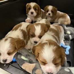 Cavalier King Charles Spaniel Puppies from Cavalier Castle