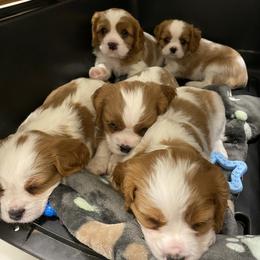 Cavalier King Charles Spaniel Puppies from Cavalier Castle