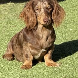 Hazel - Dachshund