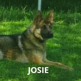 Josie - German Shepherd