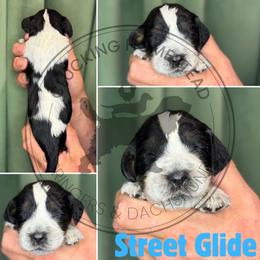 Street Glide - Black white and tan male English Springer Spaniel puppy in Fond Du Lac, Wisconsin from Clucking Homestead Springers & Dachshunds