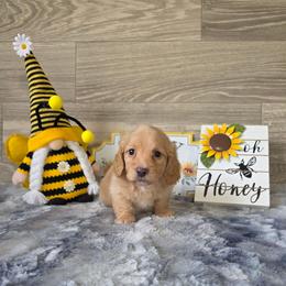 Crush - Cream male Dachshund puppy in Indianapolis, Indiana from Homegrown Hoosier Dachshunds