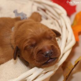 Polly's Grey Boy - Dark golden male Golden Retriever puppy in Idaho Falls, Idaho from Once Upon A Dream Kennels