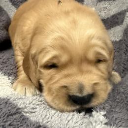 Girl - Dark golden female Golden Retriever puppy in Rockwell, North Carolina from KnL Golden Acres