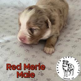 Sancho - Red merle male Miniature Australian Shepherd puppy in Jaroso, Colorado from Heaven Sent Aussies