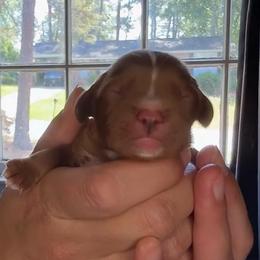 Ruby Boy - Ruby male Cavalier King Charles Spaniel puppy in Columbia, South Carolina from Columbia Cavaliers