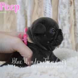 Bo Peep - Blue female French Bulldog puppy in Loxahatchee, Florida from Blue Wonder Frenchies