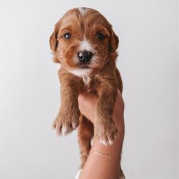 Pecan (Orange) - Red  male Goldendoodle puppy in Beaverton, Oregon from Henry Elliots