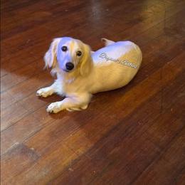 Lexi - Dachshund