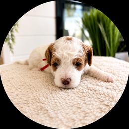 Noah - Blenheim male Cavapoo puppy in Ephrata, Washington from Mustard Seed Doodle Co.
