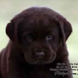 Brim Girl 3 - Chocolate female Labrador Retriever puppy in Point, Texas from Lakylu Kennels