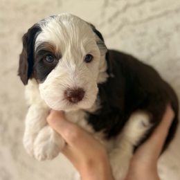 Four - Tri-color male Bernedoodle puppy in Phoenix, Arizona from Doodles of the Desert