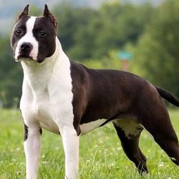 American Staffordshire Terriers and Australian Shepherds from Glitterati Australian Shepherds