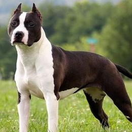 American Staffordshire Terriers and Australian Shepherds from Glitterati Australian Shepherds
