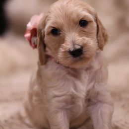 "Pink" Goldendoodle Puppies from Hogan Family-Raised F1b Gooldendoodles