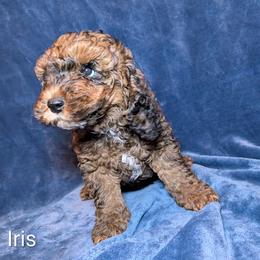 Iris - Brown and tan female Cockapoo puppy in Sunset, Louisiana from Cano Cockapoos