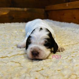 PG1 - Tri-Roan female English Springer Spaniel puppy in Britton, South Dakota from K&S Canines
