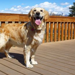 Golden Retrievers from Dances with Goldens