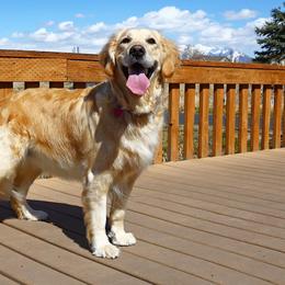 Golden Retrievers from Dances with Goldens