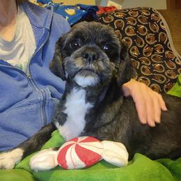 Lhasa Apso All Grown Up from KarLyn Lhasa Apsos