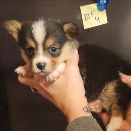 Black tri girl 4 - Black and tan female American Corgi puppy in Hampton, Tennessee from TC Farms Stock Dogs - Miniature Australian Shepherds