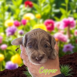 Copper - Red merle male Aussiedoodle puppy in Lebanon, Oregon from Abbott Family Farm