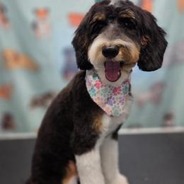 Izzy - Bernedoodle