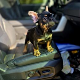 Tatum - Black and tan male French Bulldog puppy in Lancaster, Ohio from FarmHouse Frenchies