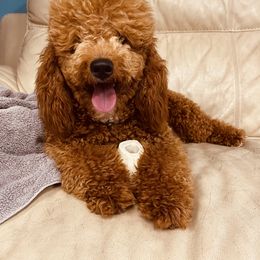 Goldendoodle Puppies from Labradoodleday