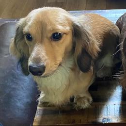 Dachshunds from Pyatts Doxies