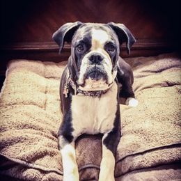 Rue - Boxer