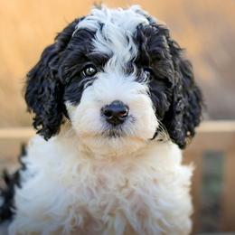 Deacon - Black male Labradoodle puppy in Crete, Nebraska from Doodles & Co