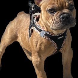 French Bulldogs from Frenchies only by G’scent Kennels