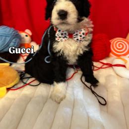 Gucci - Black male Goldendoodle puppy in Cordova, Tennessee from TrueLine kennels