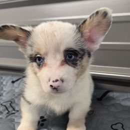 Thunder - Blue merle and white male American Corgi puppy in Lithia, Florida from Diamondcrest Inc
